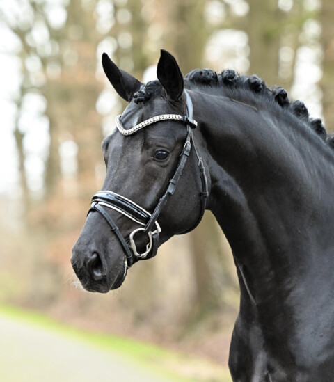 DSP Dream Royal - Pferde - Sprehe-Gestuet